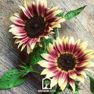 Sunflower, Strawberry Blonde (Helianthus annuus) - 25 Seeds - Southern Seed Exchange