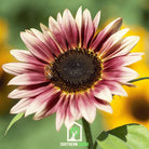 Sunflower, Strawberry Blonde (Helianthus annuus) - 25 Seeds - Southern Seed Exchange