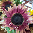 Sunflower, Strawberry Blonde (Helianthus annuus) - 25 Seeds - Southern Seed Exchange