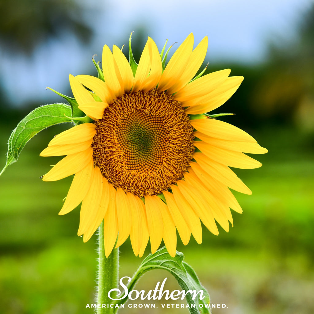 Sunflower, Sunspot Dwarf (Helianthus annuus) - 25 Seeds - Southern Seed Exchange