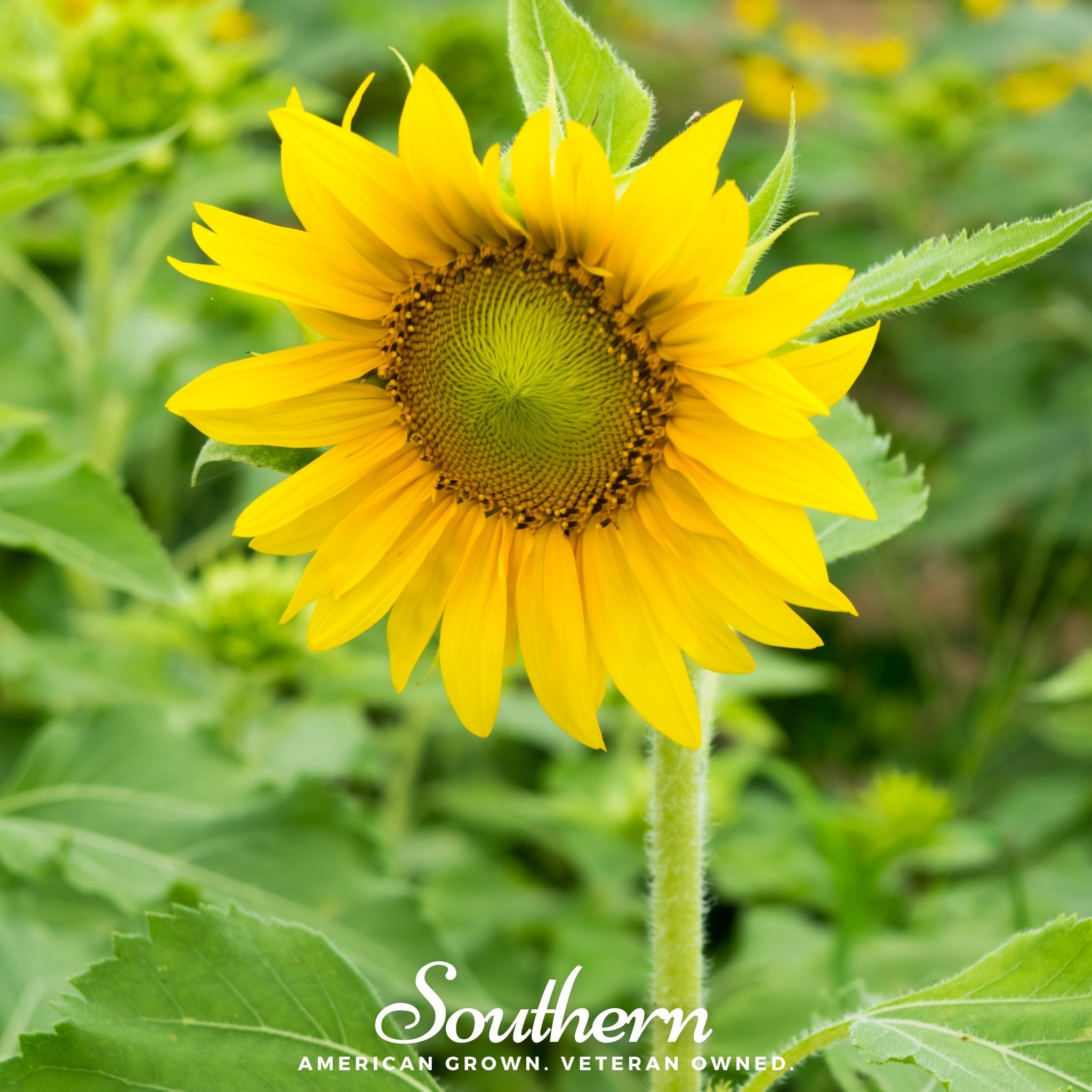 Sunflower, Sunspot Dwarf (Helianthus annuus) - 25 Seeds - Southern Seed Exchange