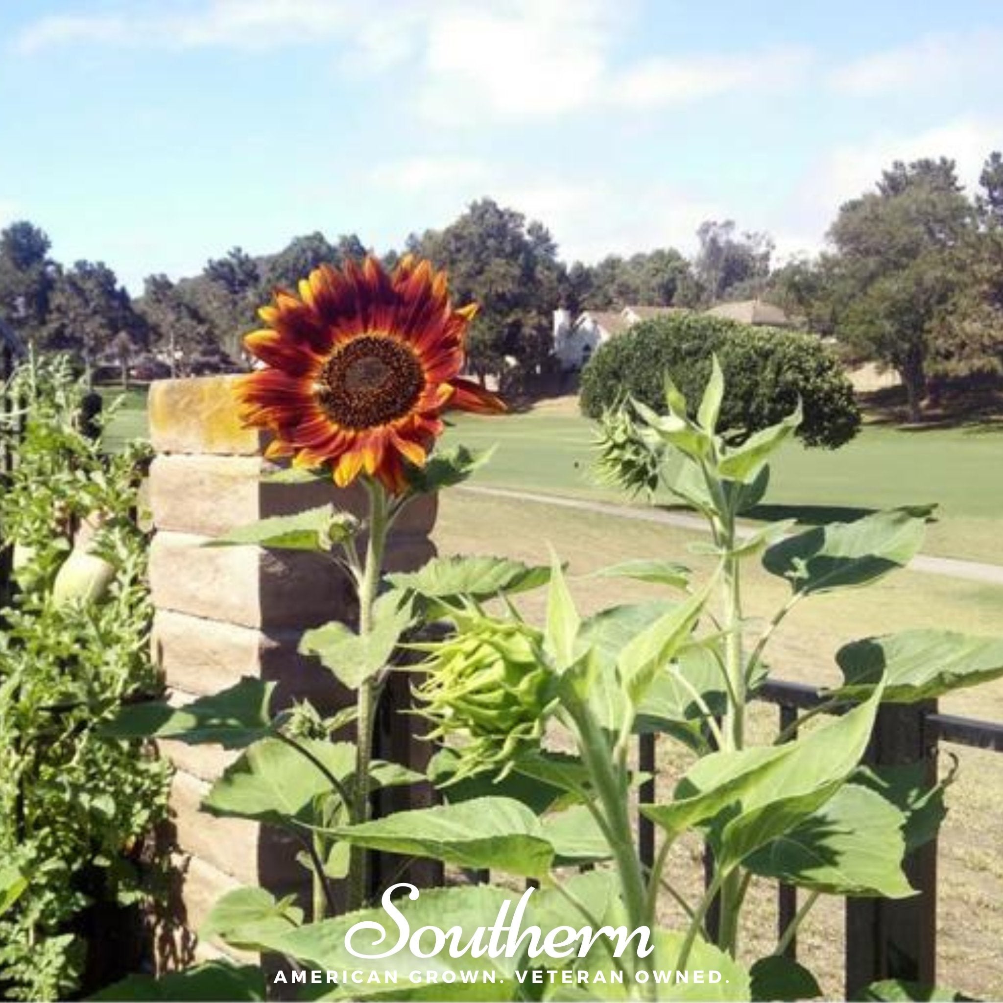 Sunflower, Velvet Queen (Helianthus annuus) - 25 Seeds - Southern Seed Exchange