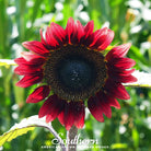 Sunflower, Velvet Queen (Helianthus annuus) - 25 Seeds - Southern Seed Exchange