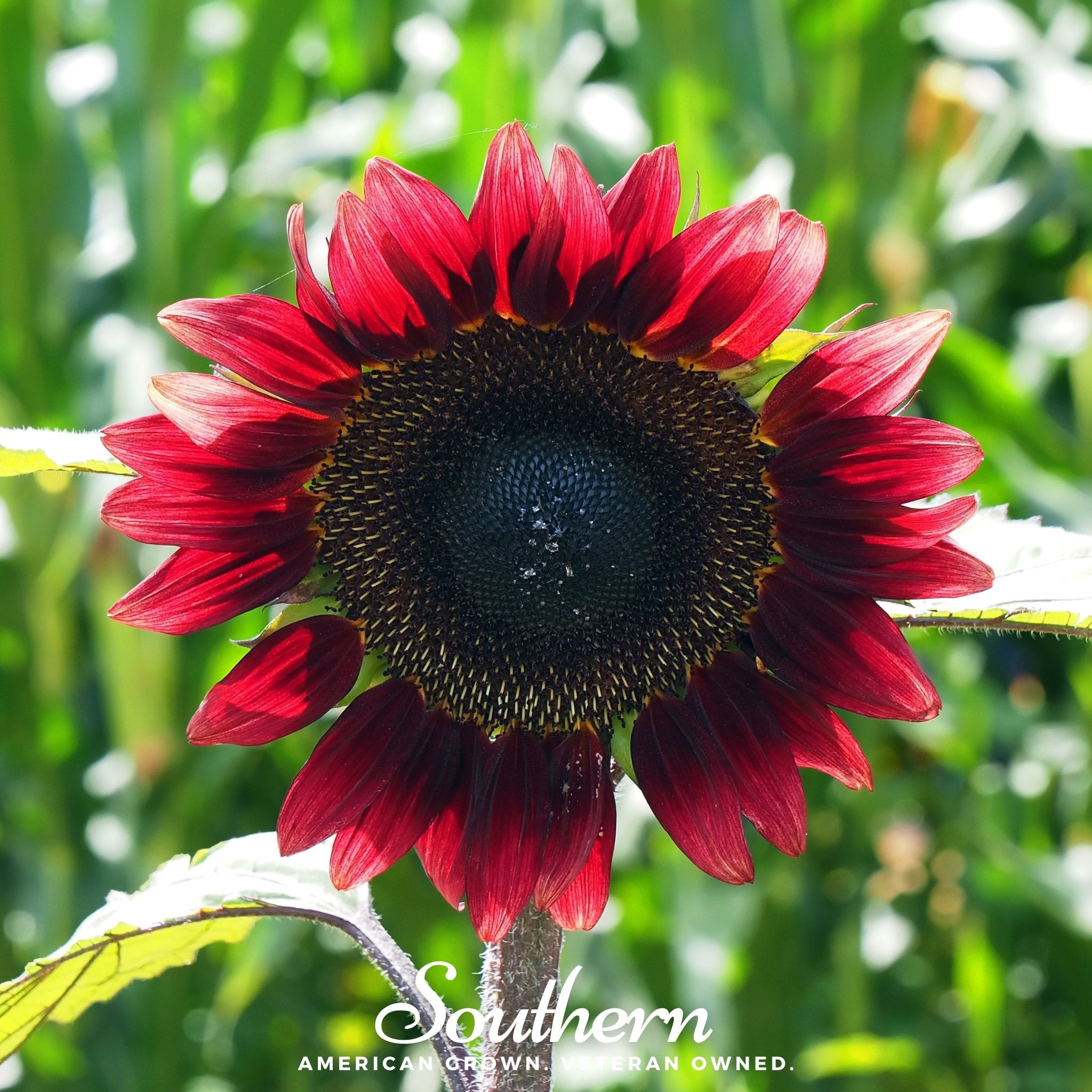 Sunflower, Velvet Queen (Helianthus annuus) - 25 Seeds - Southern Seed Exchange