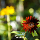 Sunflower, Velvet Queen (Helianthus annuus) - 25 Seeds - Southern Seed Exchange