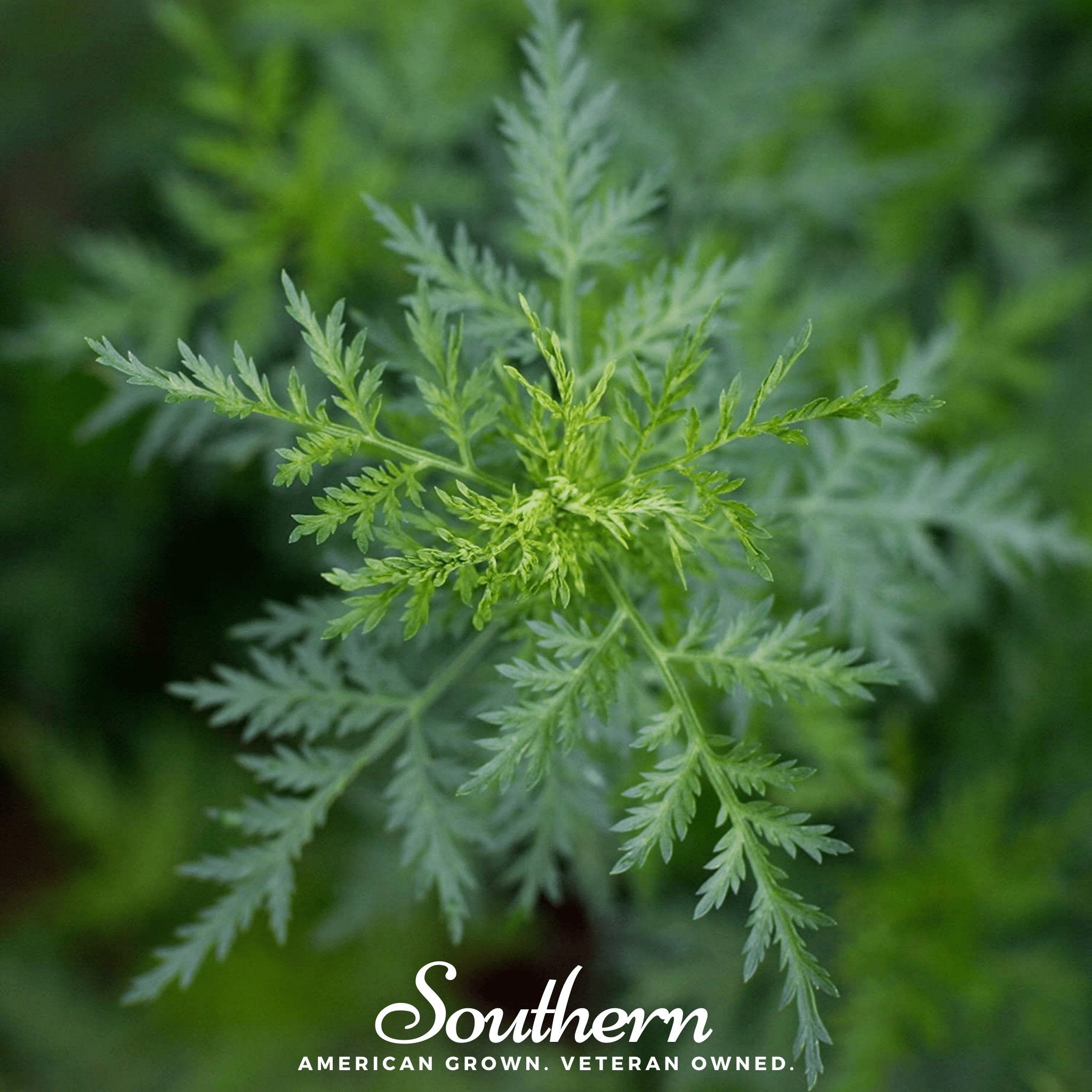 Sweet Annie (Artemisia annua) - 50 Seeds - Southern Seed Exchange