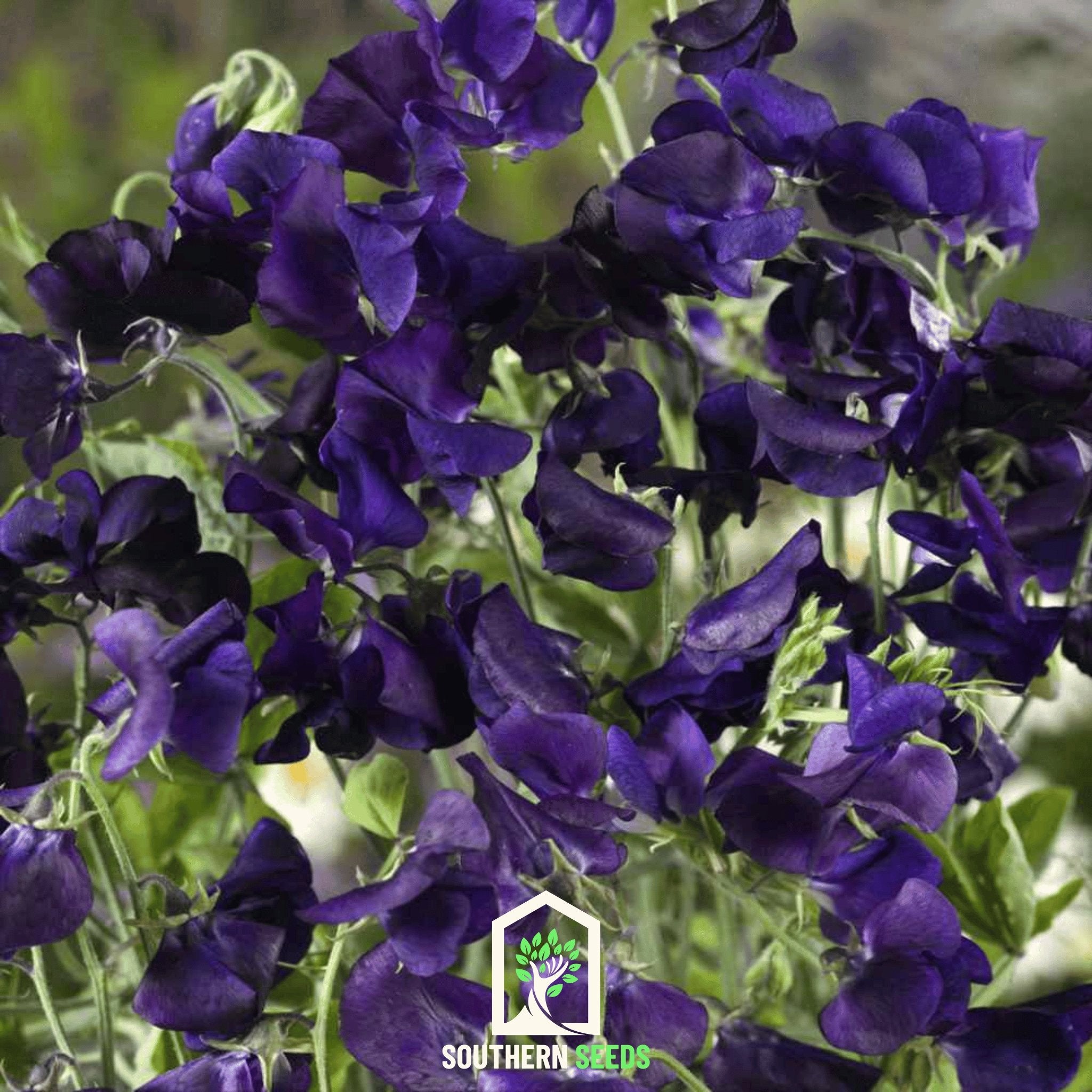 Sweet Pea, Royal Navy Blue (Lathyrus odoratus) - 25 Seeds - Southern Seed Exchange