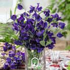 Sweet Pea, Royal Navy Blue (Lathyrus odoratus) - 25 Seeds - Southern Seed Exchange