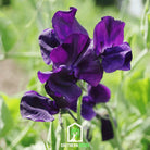 Sweet Pea, Royal Navy Blue (Lathyrus odoratus) - 25 Seeds - Southern Seed Exchange