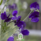 Sweet Pea, Royal Navy Blue (Lathyrus odoratus) - 25 Seeds - Southern Seed Exchange