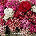 Sweet William (Dianthus barbatus) - 250 Seeds - Southern Seed Exchange