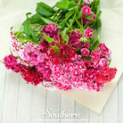 Sweet William (Dianthus barbatus) - 250 Seeds - Southern Seed Exchange