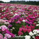 Sweet William (Dianthus barbatus) - 250 Seeds - Southern Seed Exchange