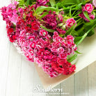 Sweet William (Dianthus barbatus) - 250 Seeds - Southern Seed Exchange