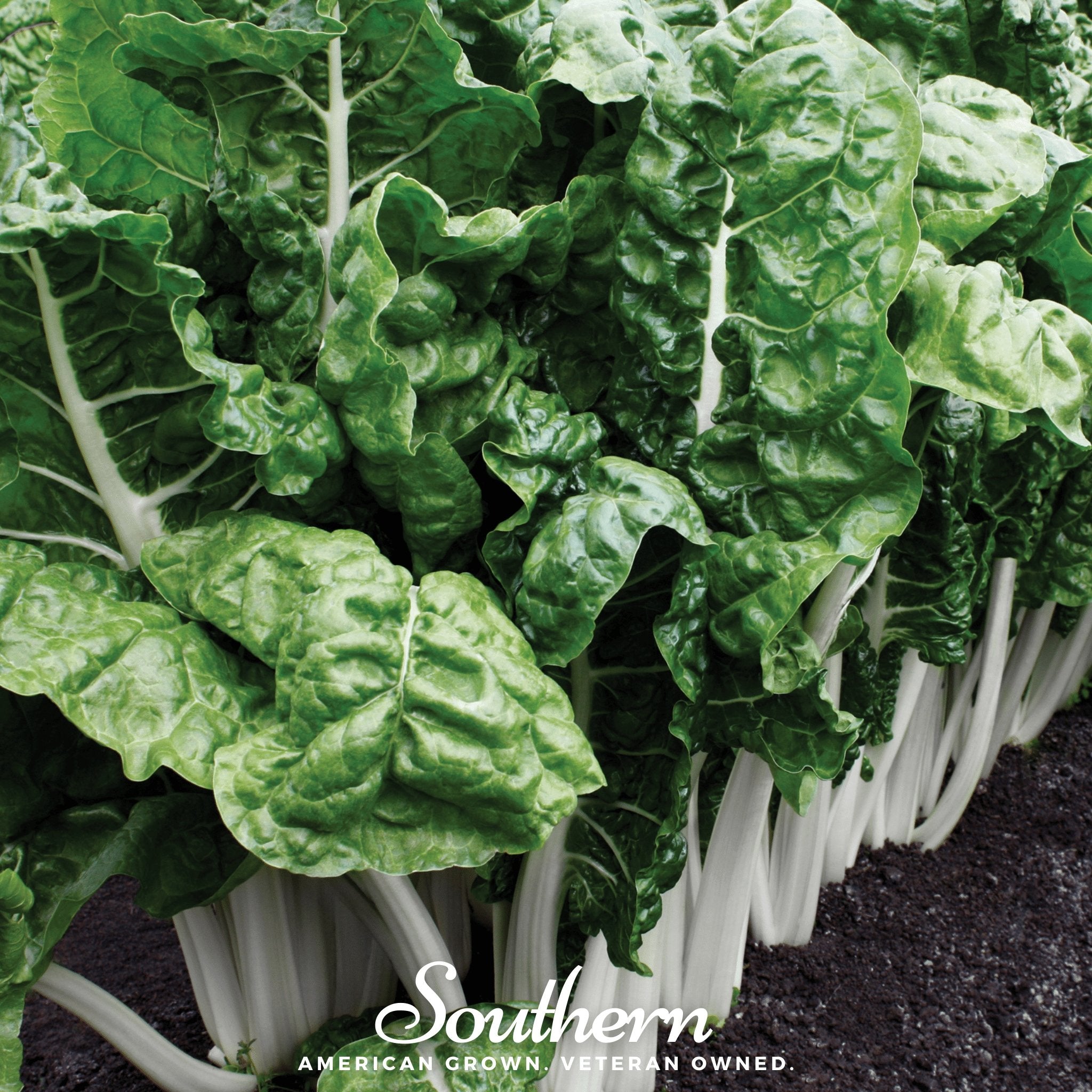 Swiss Chard, Fordhook Giant (Beta vulgaris subsp. circla) - 100 Seeds - Southern Seed Exchange