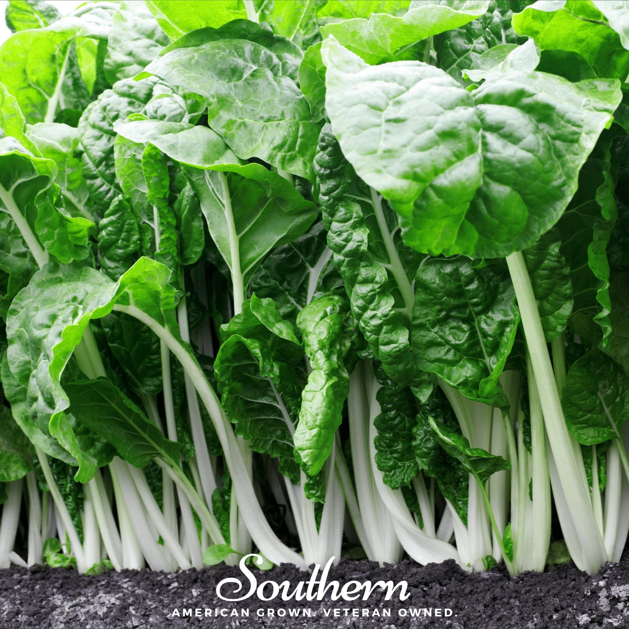 Swiss Chard, Fordhook Giant (Beta vulgaris subsp. circla) - 100 Seeds - Southern Seed Exchange