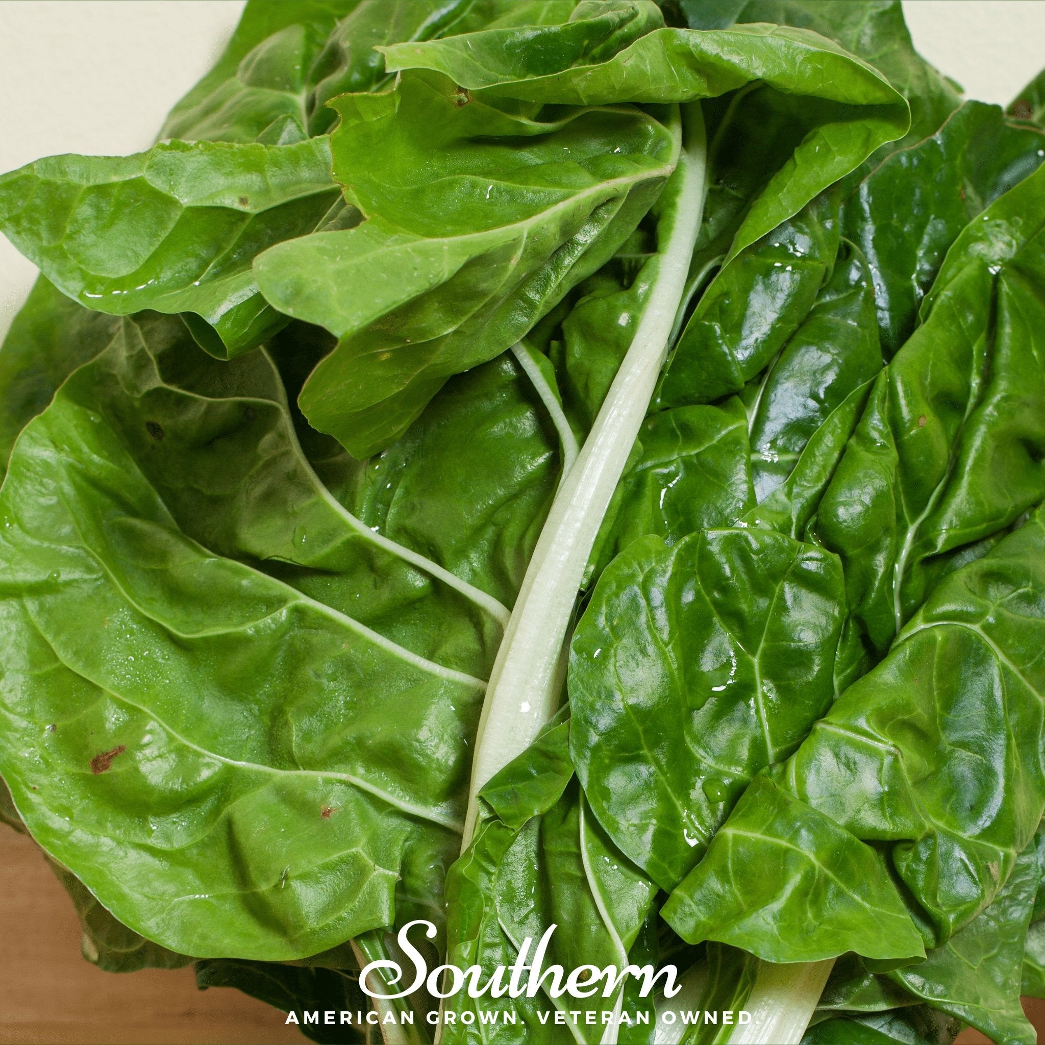 Swiss Chard, Fordhook Giant (Beta vulgaris subsp. circla) - 100 Seeds - Southern Seed Exchange