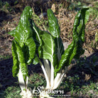 Swiss Chard, Fordhook Giant (Beta vulgaris subsp. circla) - 100 Seeds - Southern Seed Exchange