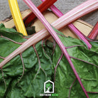 Swiss Chard, Rainbow (Beta vulgaris) - 100 Seeds - Southern Seed Exchange