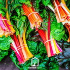 Swiss Chard, Rainbow (Beta vulgaris) - 100 Seeds - Southern Seed Exchange