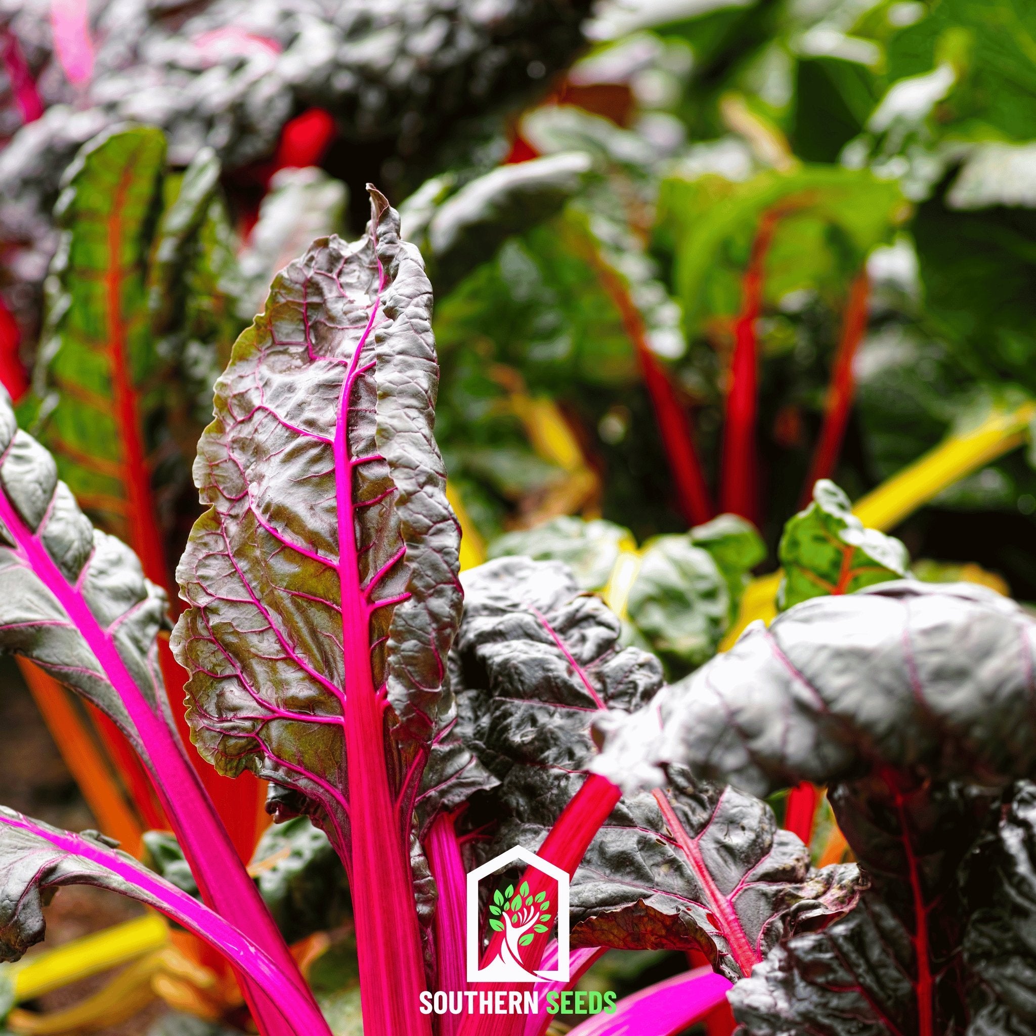 Swiss Chard, Rainbow (Beta vulgaris) - 100 Seeds - Southern Seed Exchange