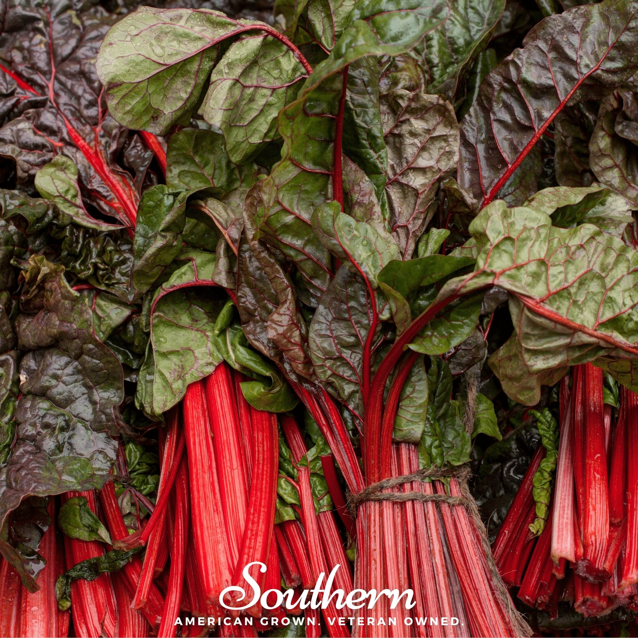 Swiss Chard, Ruby Red (Beta vulgaris subsp. circla) - 100 Seeds - Southern Seed Exchange