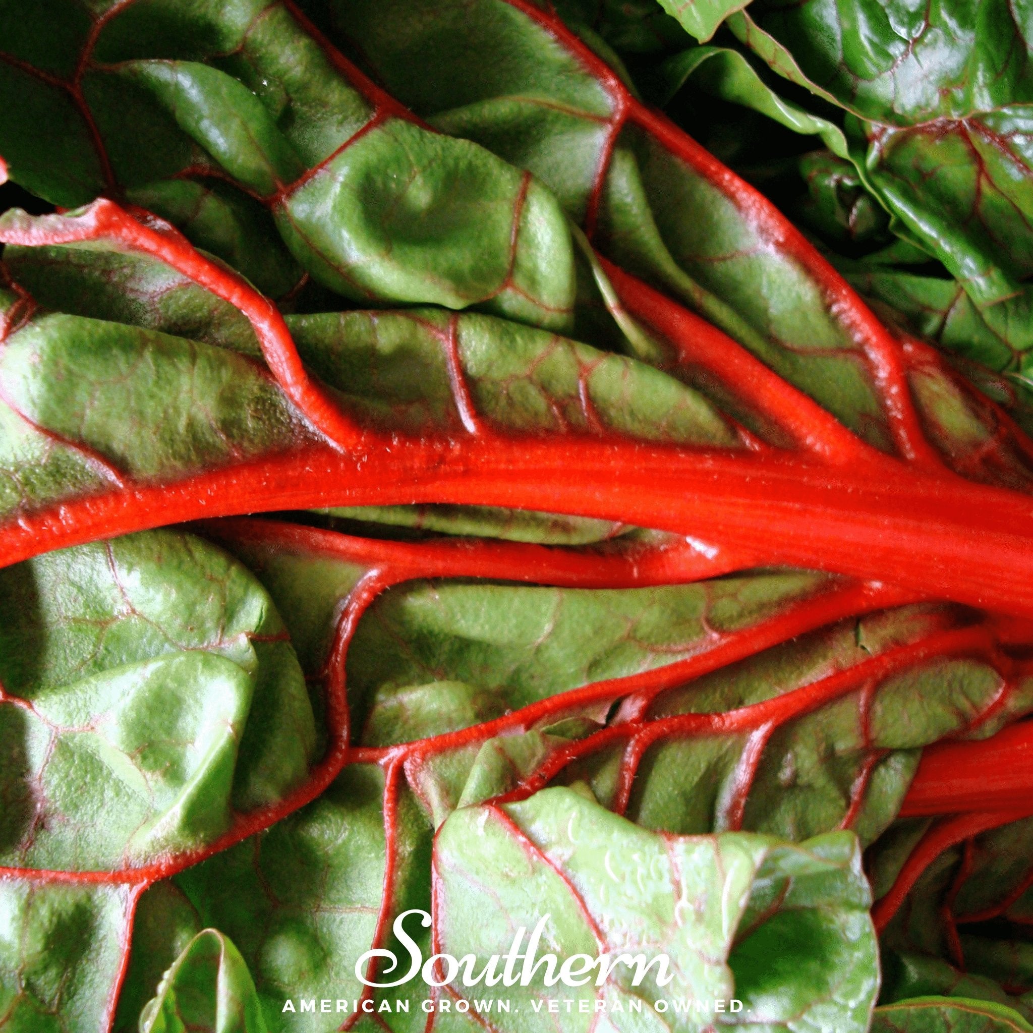 Swiss Chard, Ruby Red (Beta vulgaris subsp. circla) - 100 Seeds - Southern Seed Exchange