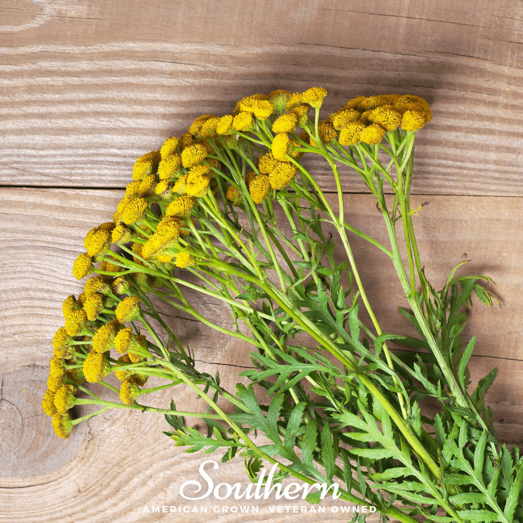 Tansy (Tanacetum Vulgare) - 100 Seeds - Southern Seed Exchange