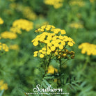 Tansy (Tanacetum Vulgare) - 100 Seeds - Southern Seed Exchange