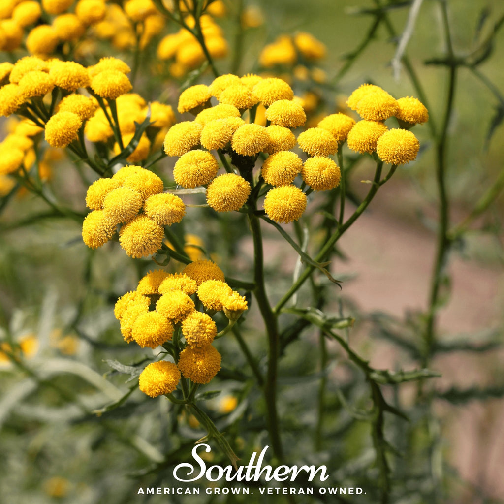 Tansy (Tanacetum Vulgare) - 100 Seeds - Southern Seed Exchange