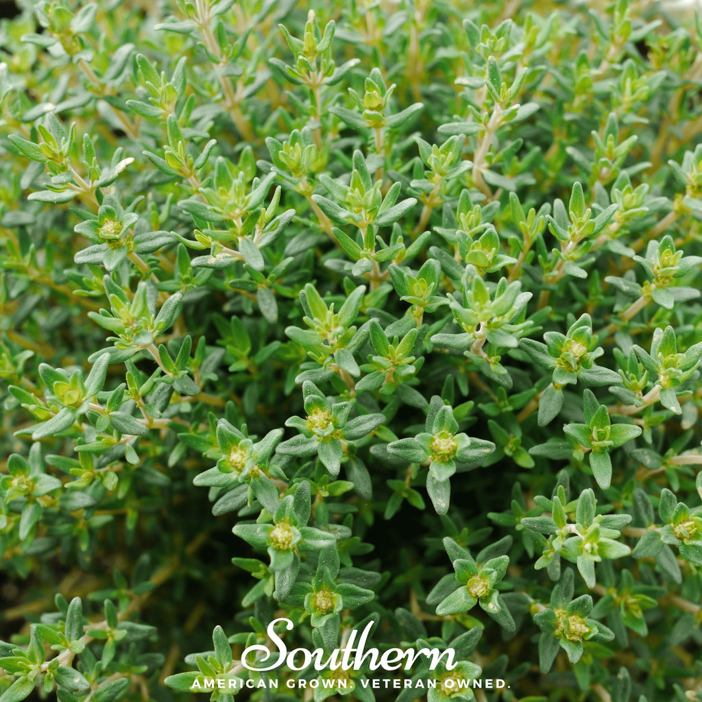 Thyme (Thymus Vulgaris) - 50 Seeds - Southern Seed Exchange