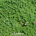 Thyme, Wild (Thymus serpyllum) - 100 Seeds - Southern Seed Exchange