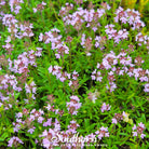 Thyme, Wild (Thymus serpyllum) - 100 Seeds - Southern Seed Exchange