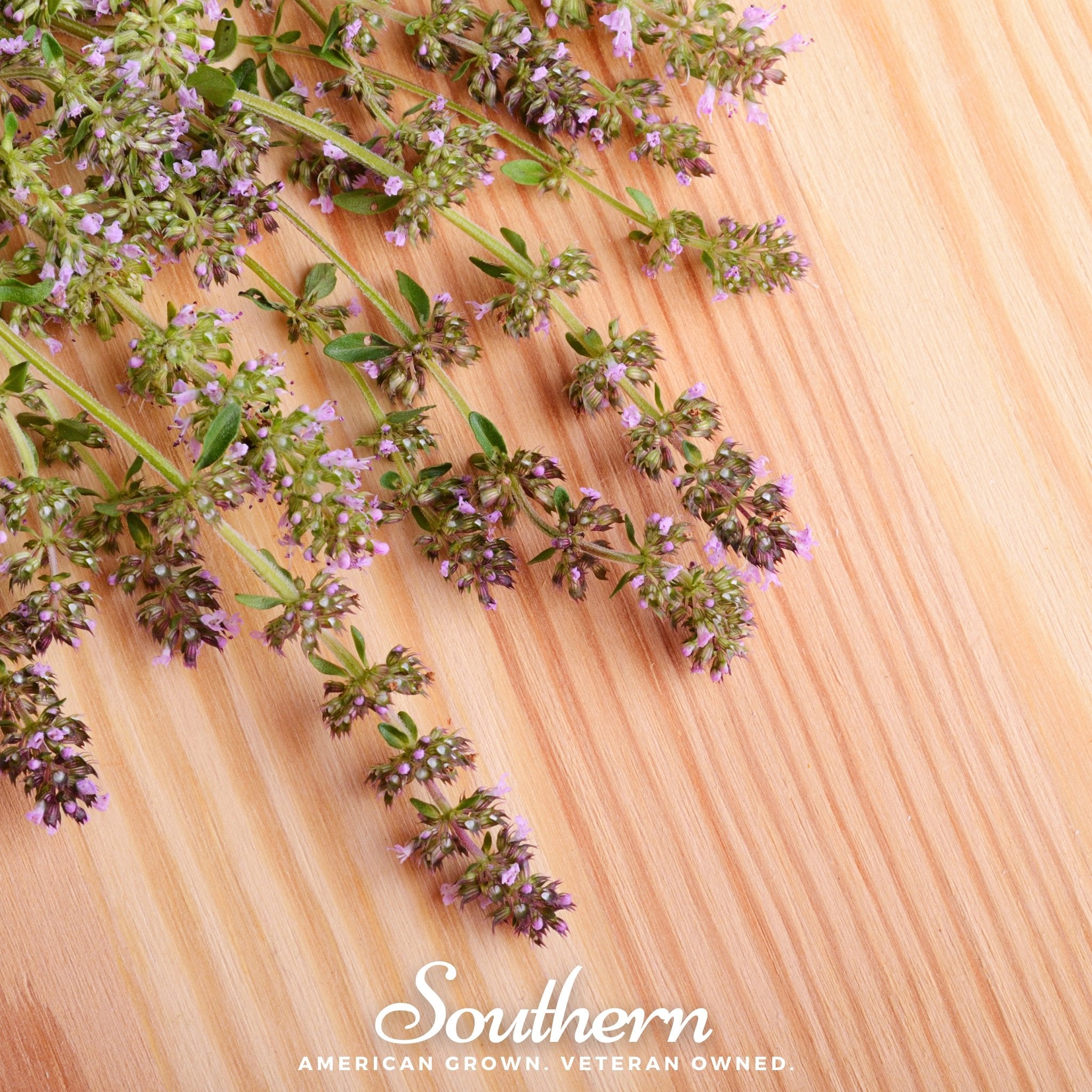 Thyme, Wild (Thymus serpyllum) - 100 Seeds - Southern Seed Exchange