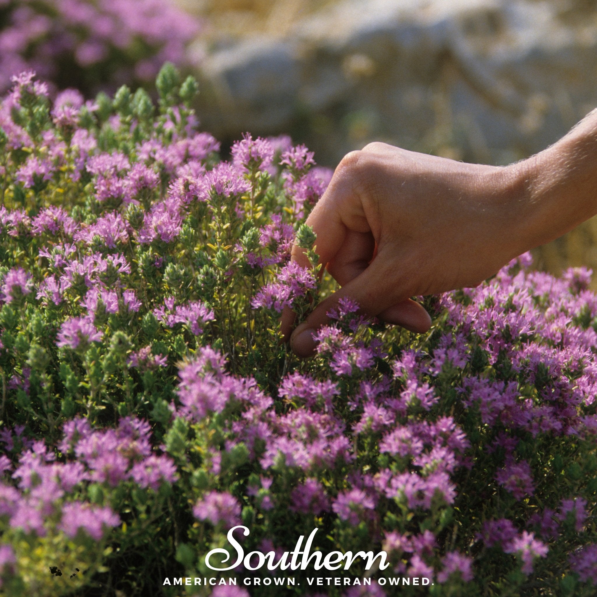 Thyme, Wild (Thymus serpyllum) - 100 Seeds - Southern Seed Exchange