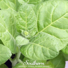 Tobacco, Hopi (Nicotiana rustica) - 100 Seeds - Southern Seed Exchange