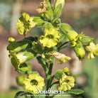 Tobacco, Hopi (Nicotiana rustica) - 100 Seeds - Southern Seed Exchange