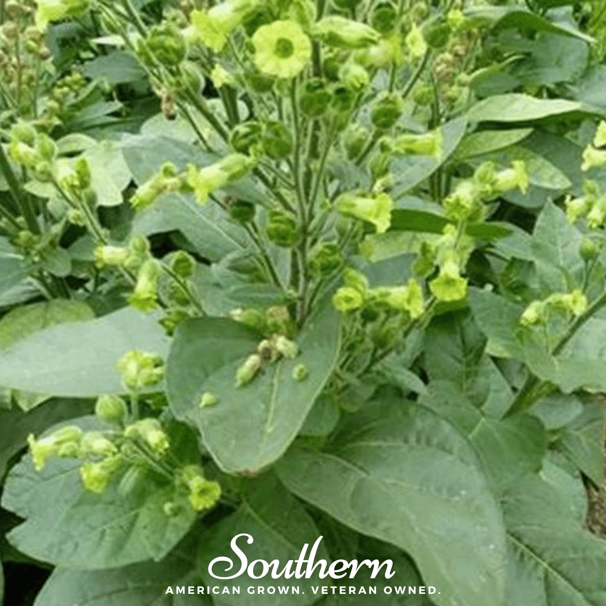 Tobacco, Hopi (Nicotiana rustica) - 100 Seeds - Southern Seed Exchange