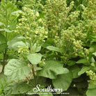 Tobacco, Hopi (Nicotiana rustica) - 100 Seeds - Southern Seed Exchange