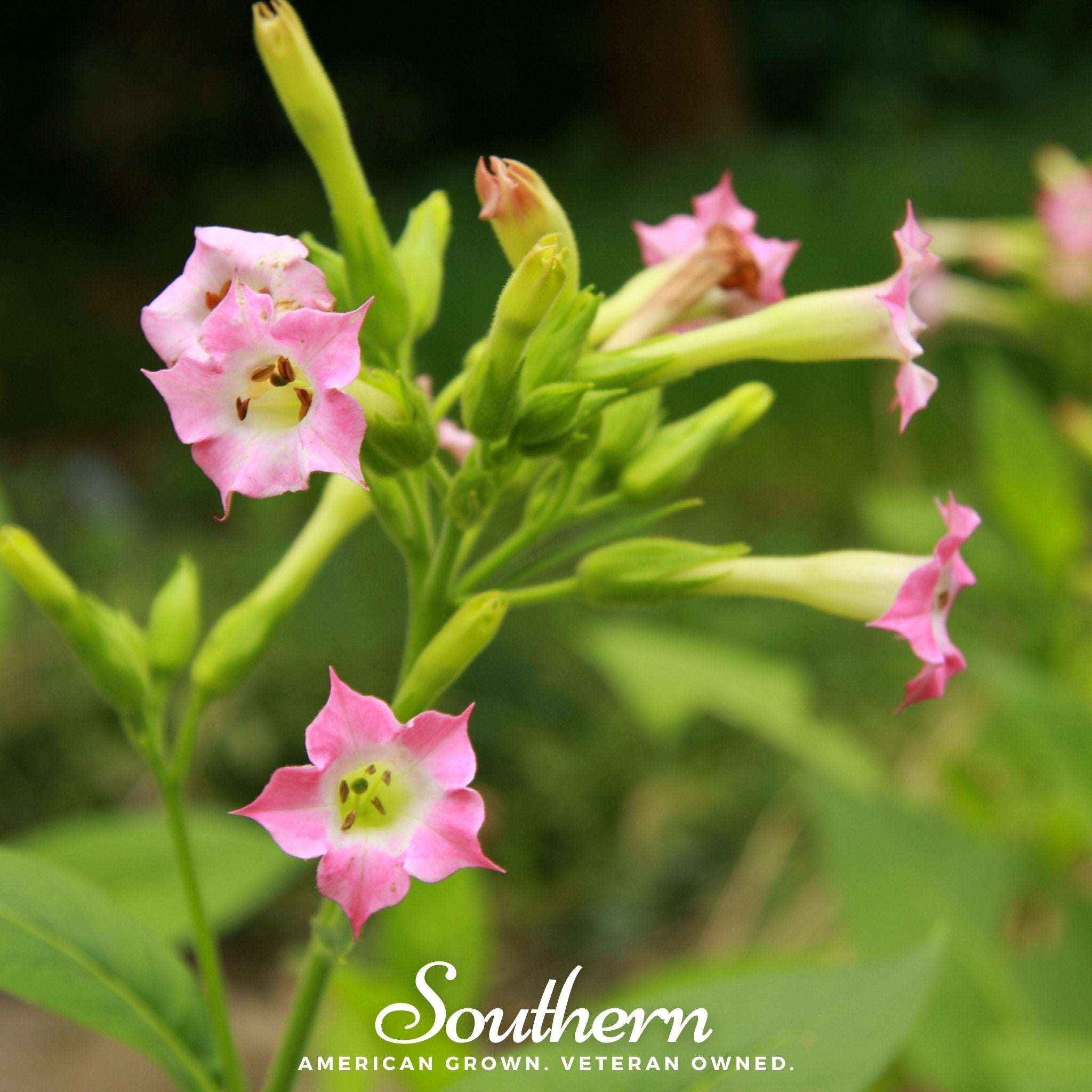 Tobacco, Virginia Gold (Nicotiana tabacum) - 500 Seeds - Southern Seed Exchange