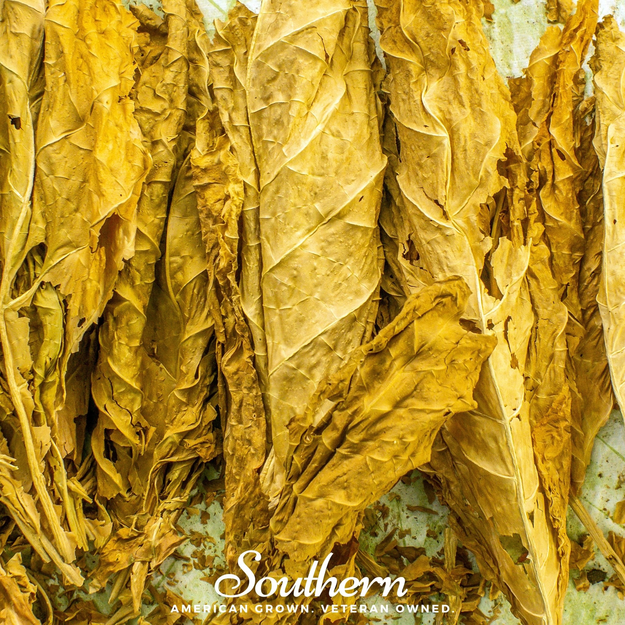 Tobacco, Virginia Gold (Nicotiana tabacum) - 500 Seeds - Southern Seed Exchange