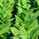 Tobacco, Virginia Gold (Nicotiana tabacum) - 500 Seeds - Southern Seed Exchange