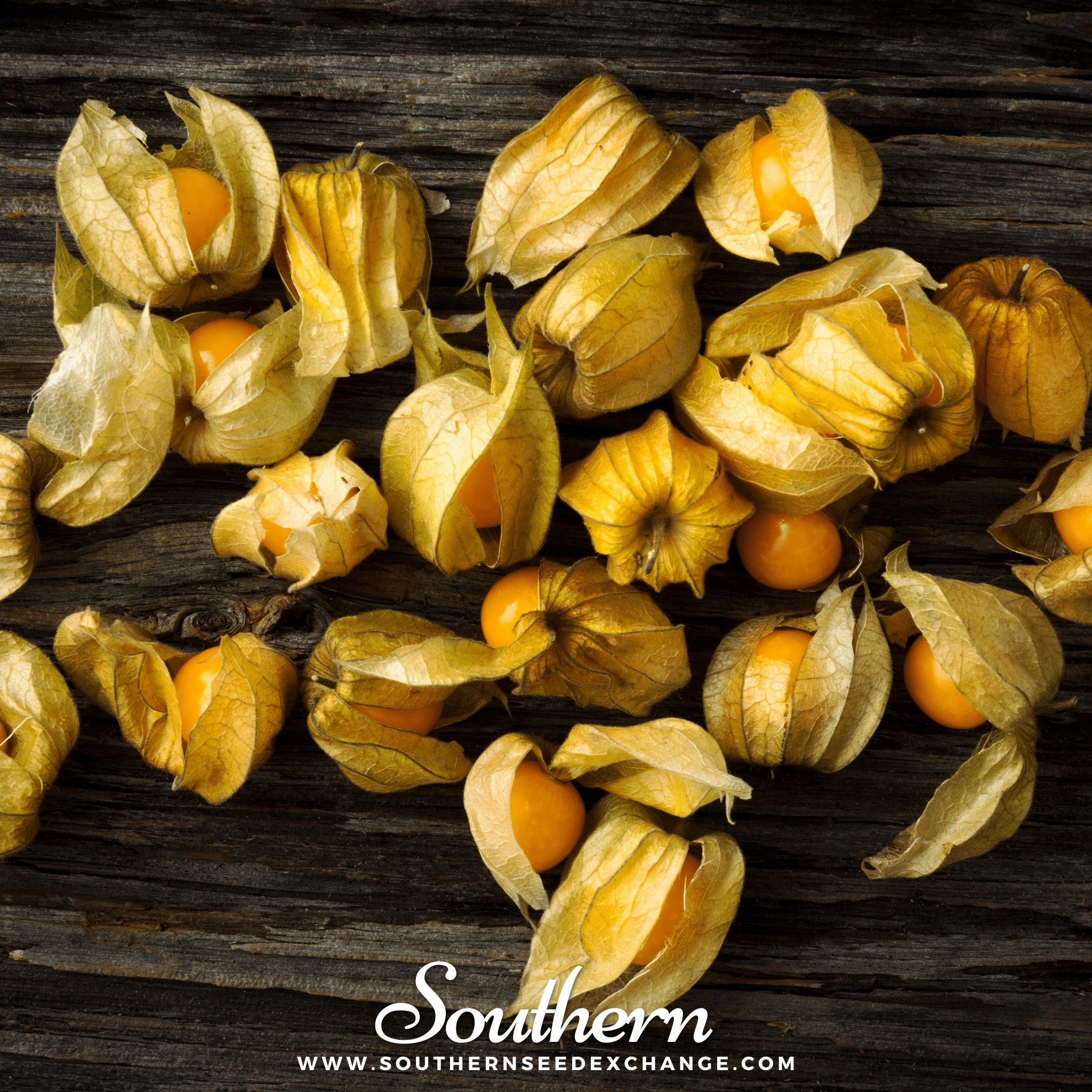 Tomatillo, Husk Cherry (Physalis pruinosa) - 20 Seeds - Southern Seed Exchange