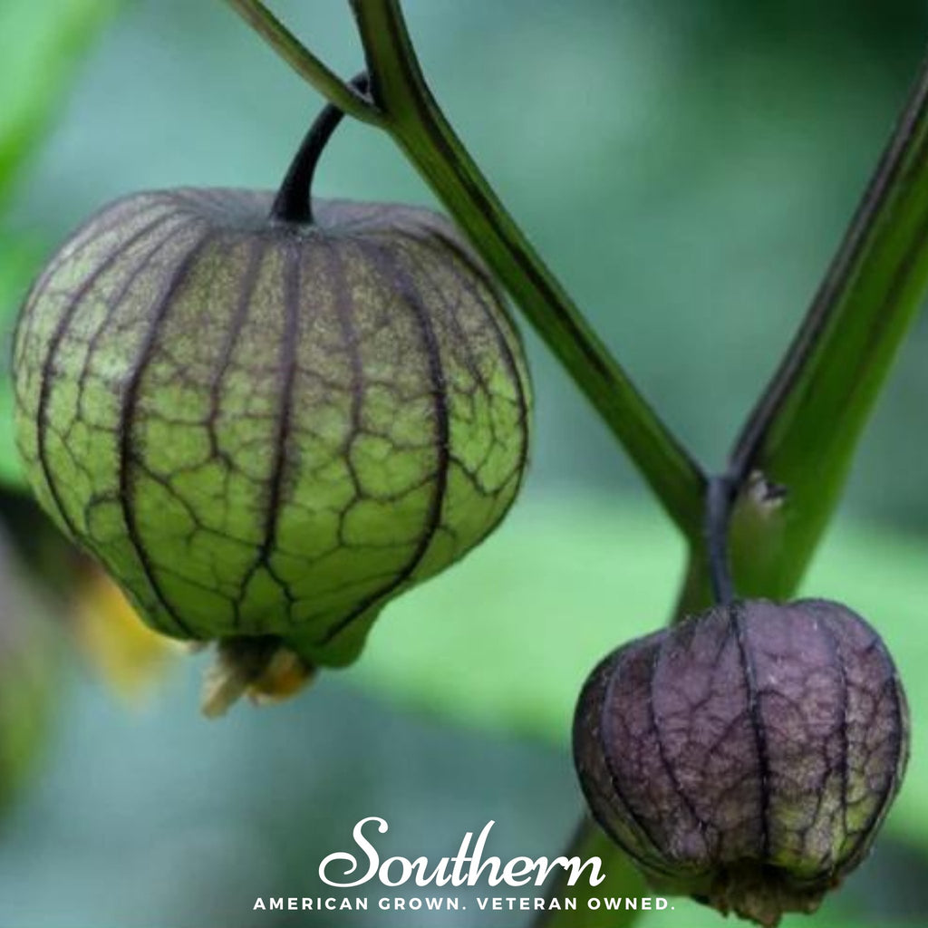 Tomatillo, Purple (Physalis ixocarpa) - 30 Seeds - Southern Seed Exchange