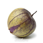 Tomatillo, Purple (Physalis ixocarpa) - 30 Seeds - Southern Seed Exchange