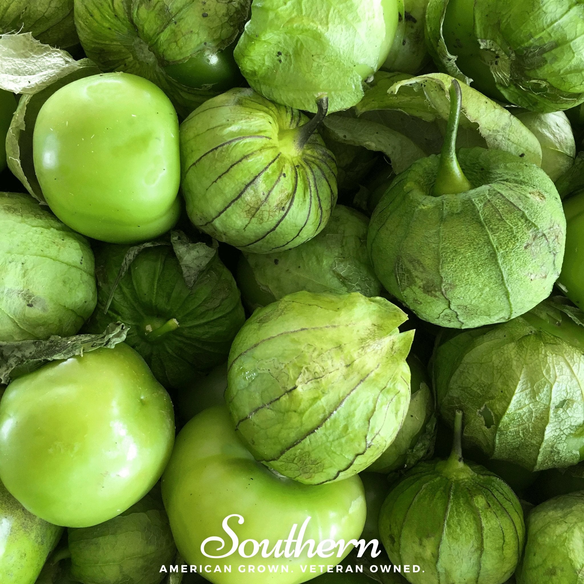 Tomatillo, Verde Rio Grande (Physalis ixocarpa) - 50 Seeds - Southern Seed Exchange