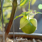 Tomatillo, Verde Rio Grande (Physalis ixocarpa) - 50 Seeds - Southern Seed Exchange