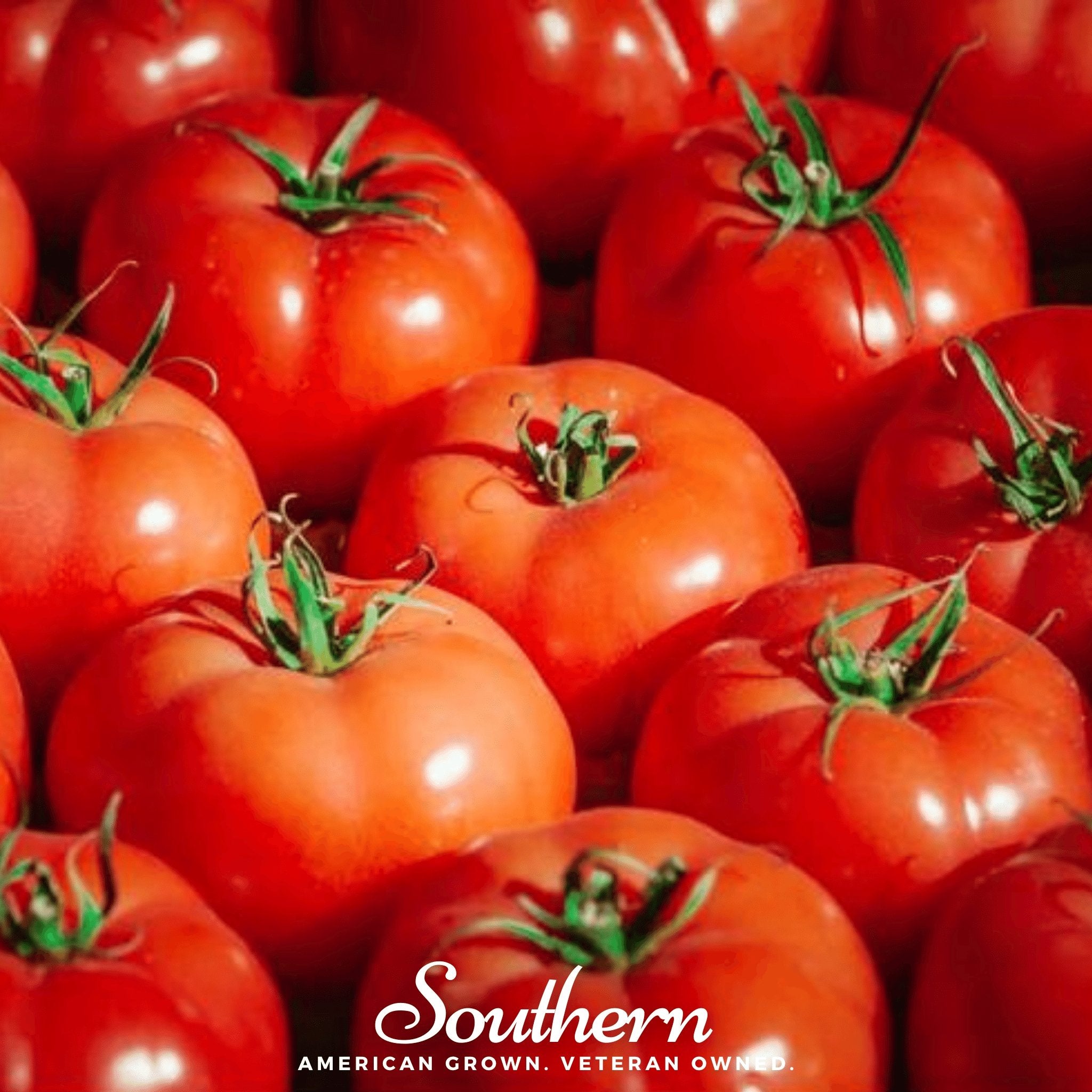 Tomato, Ace 55 (Lycopersicon esculentum) - 50 Seeds - Southern Seed Exchange