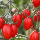 Tomato, Amish Paste (Solanum lycopersicum) - 50 Seeds - Southern Seed Exchange