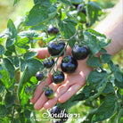 Tomato, Black Cherry (Solanum lycopersicum) - 20 Seeds - Southern Seed Exchange